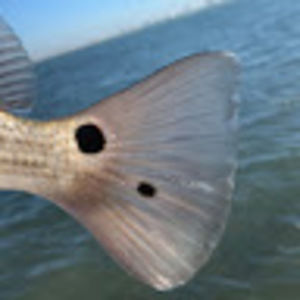 Meet your Posher, Juan